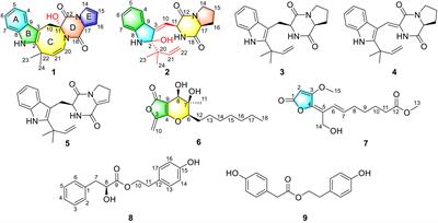 New prenylated indole diketopiperazine alkaloids and polyketides from the mangrove-derived fungus Penicillium sp